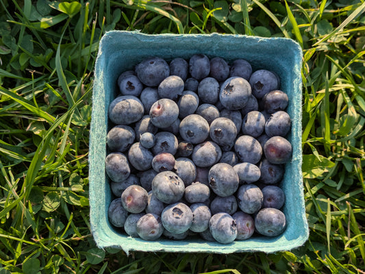 Bleuets frais