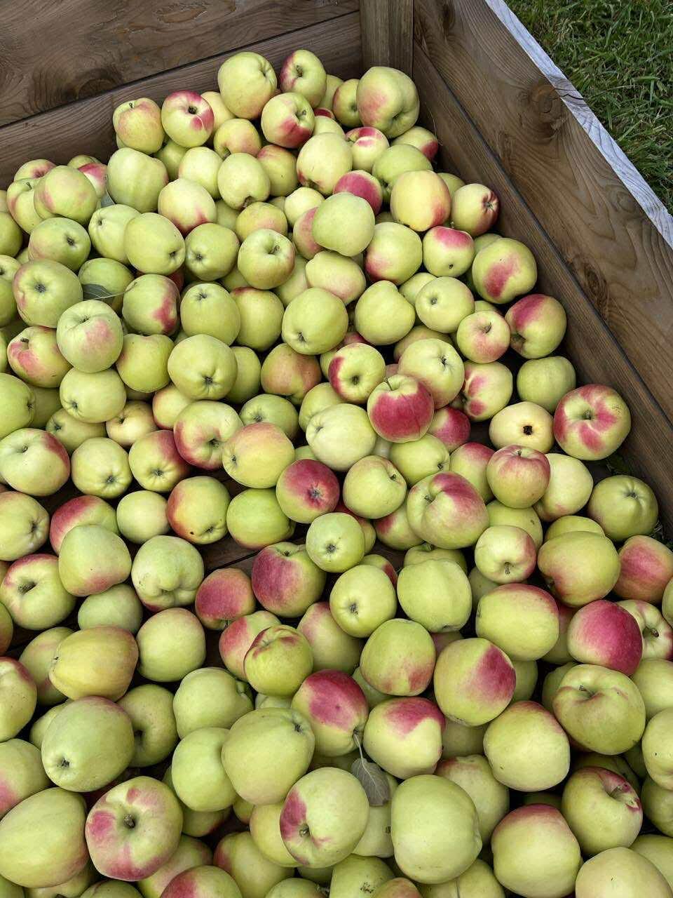 Pommes Brite Gold