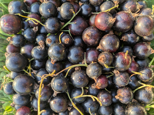 Cassis frais