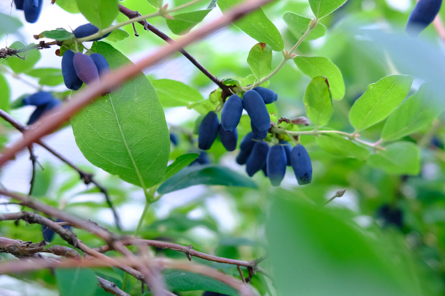 Petits fruits