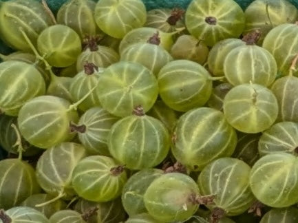 Groseilles fraîches