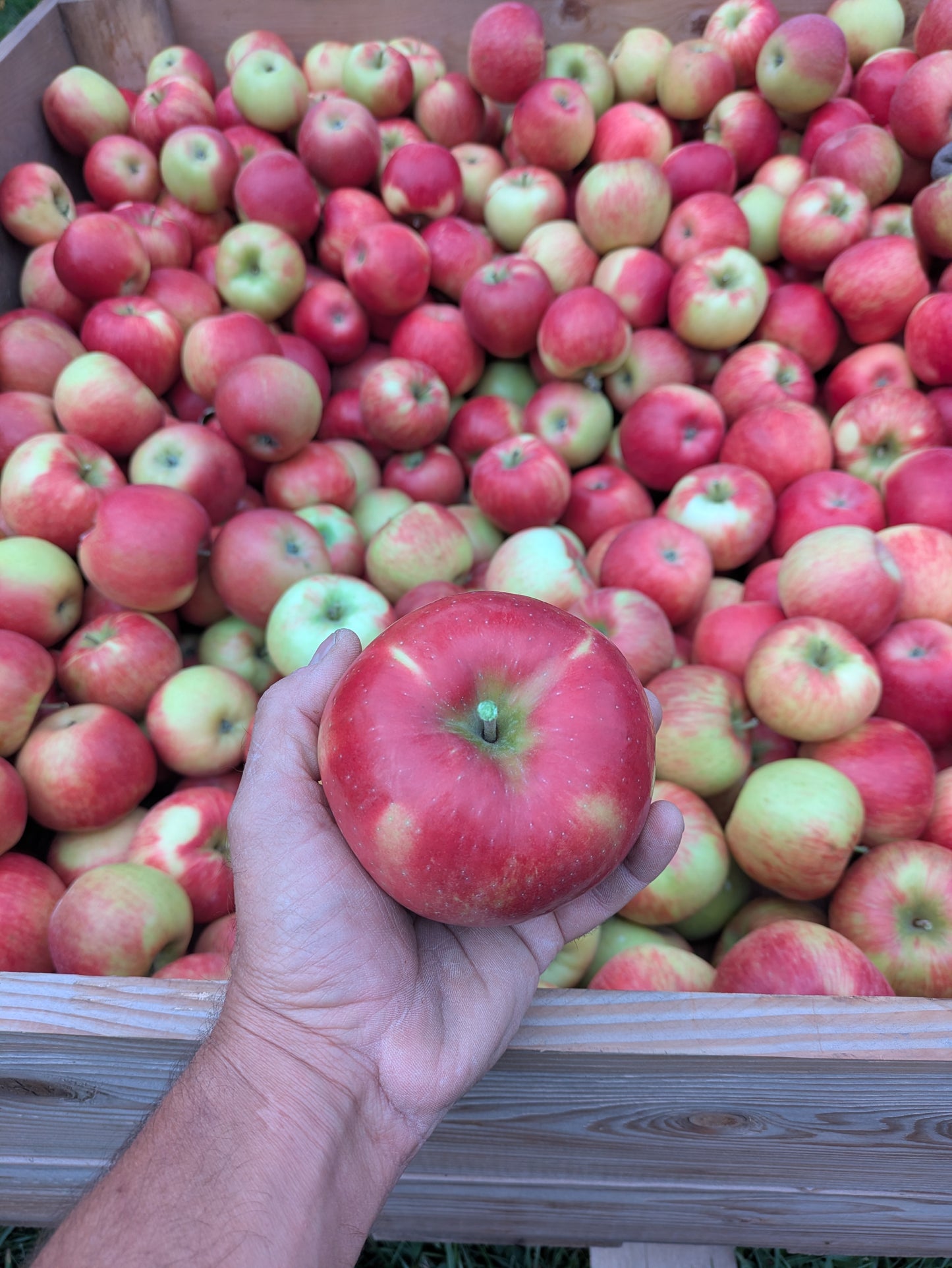 Pommes Honeycrisp