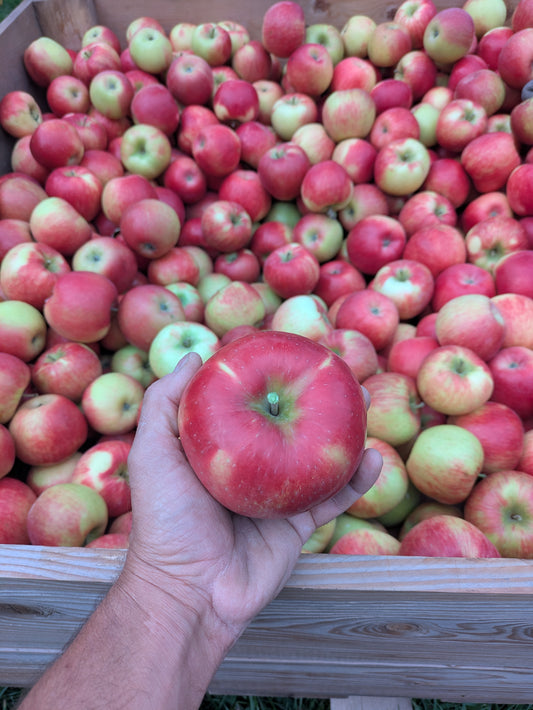 Pommes Honeycrisp