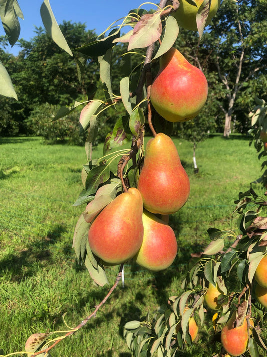 Poires Beauté Flammande