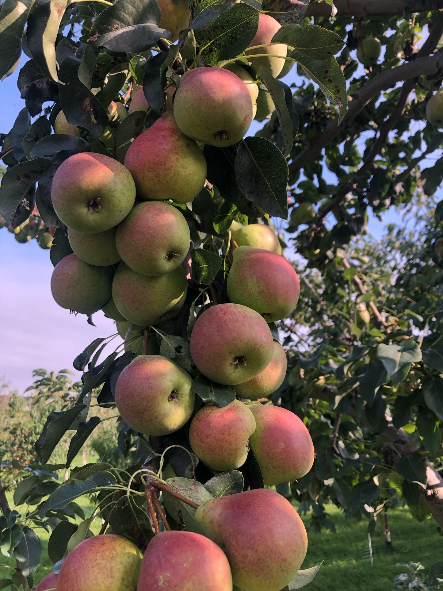 Poires Summercrisp