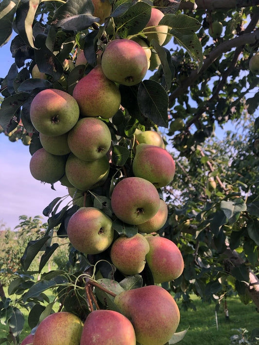 Poires Summercrisp