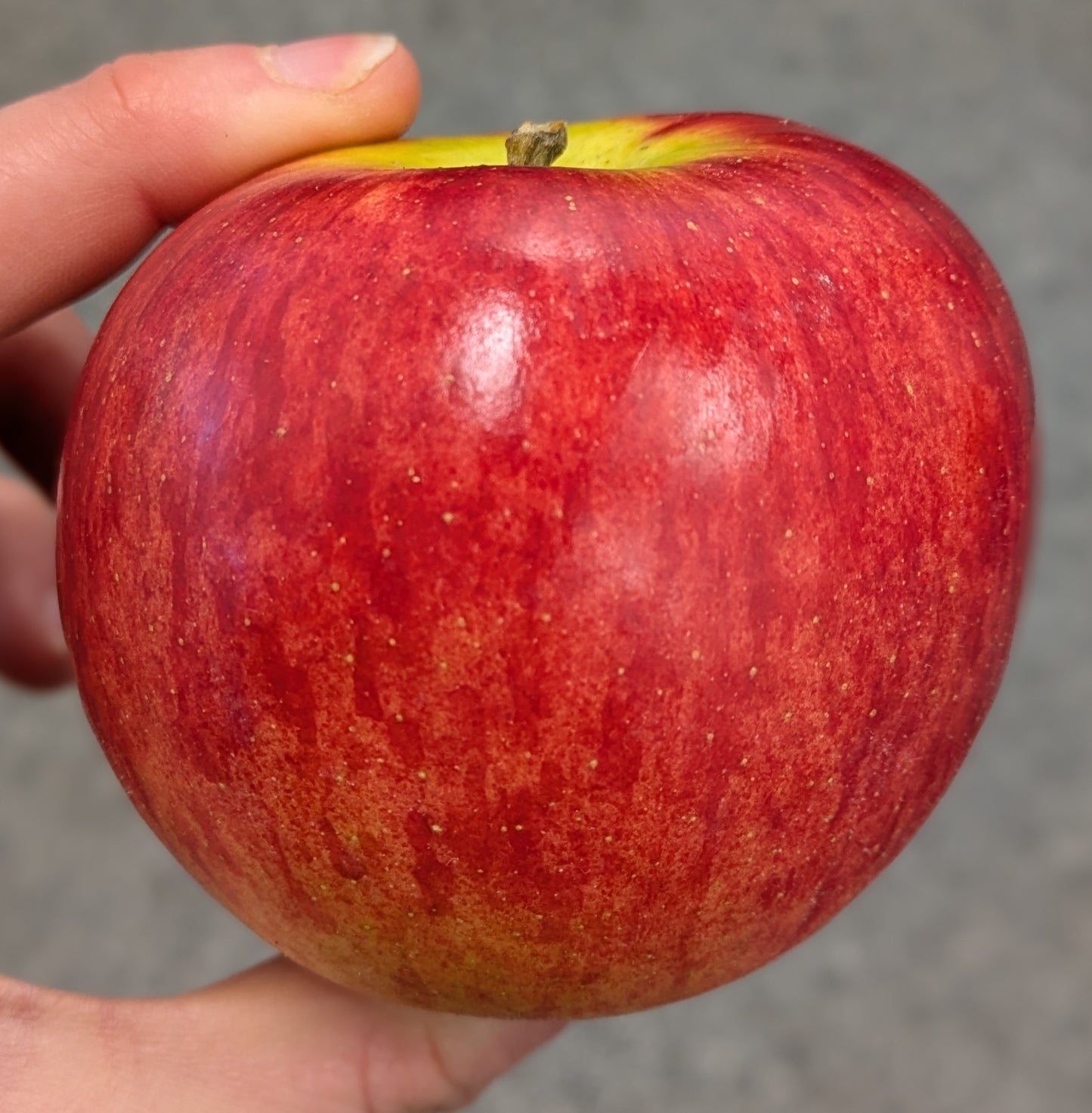 Pommes Nova Esaygro