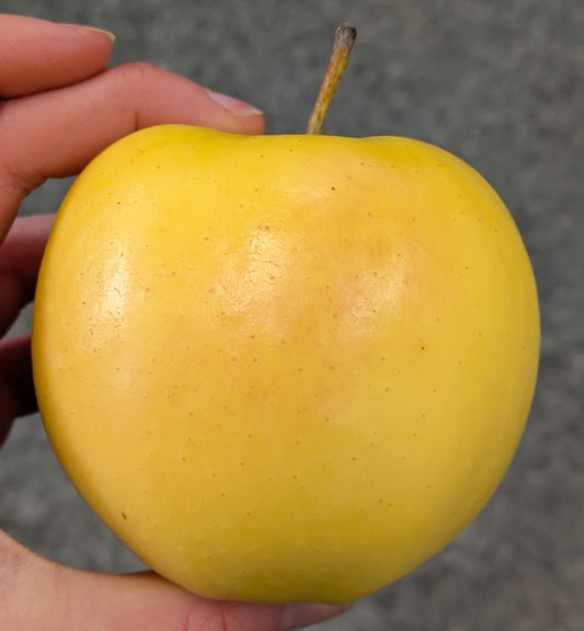 Pommes Ginger Gold