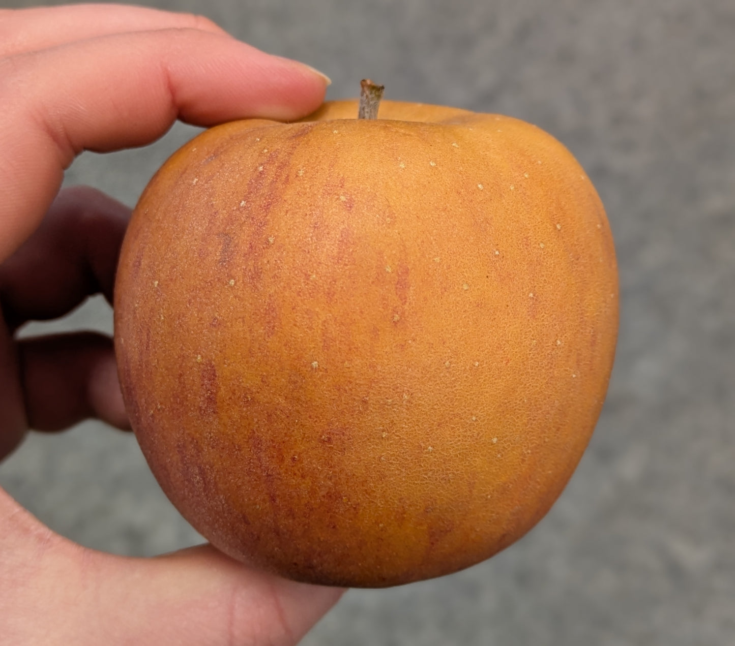 Pommes Reinette Russet