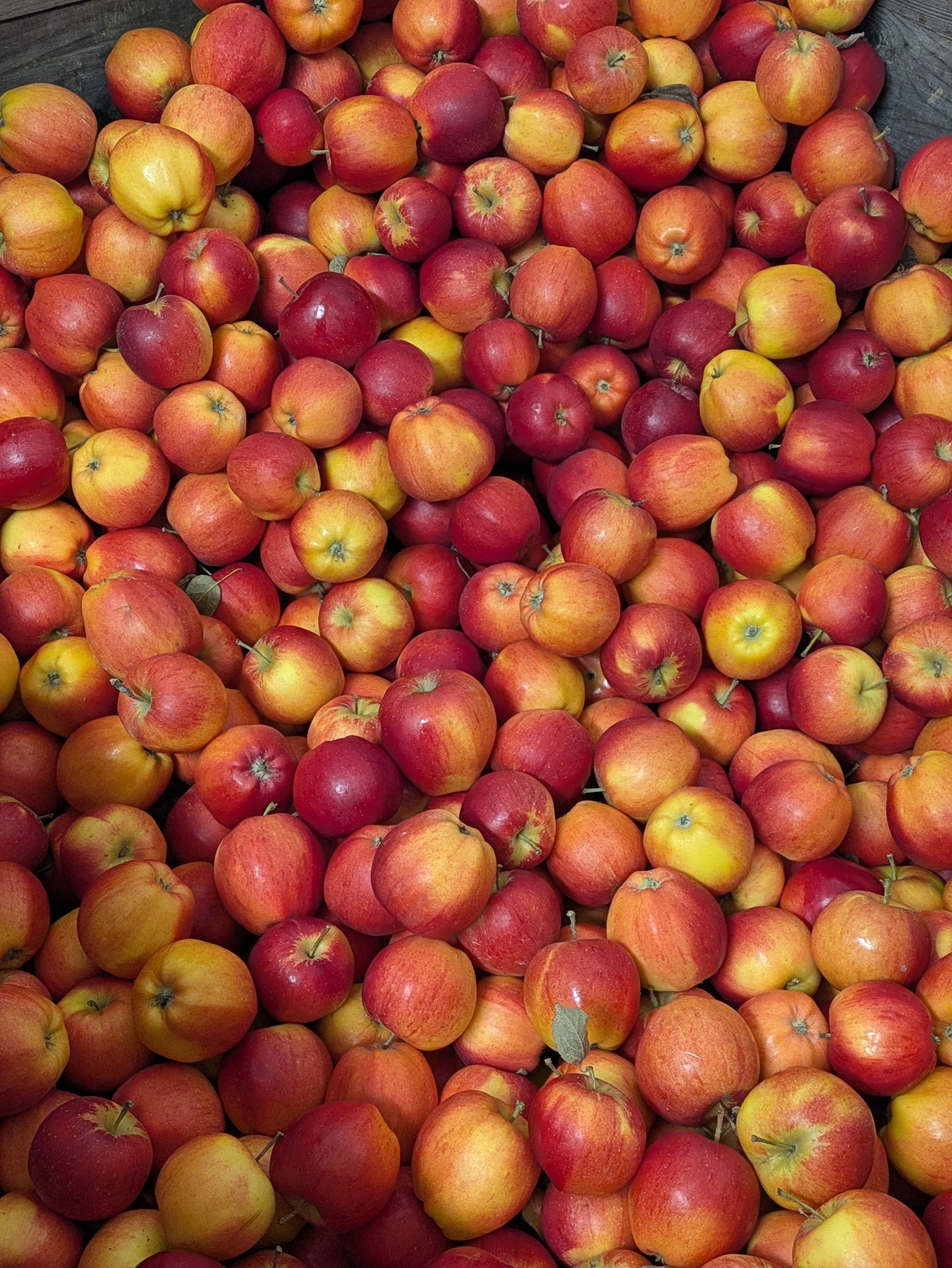 Pommes Galarina