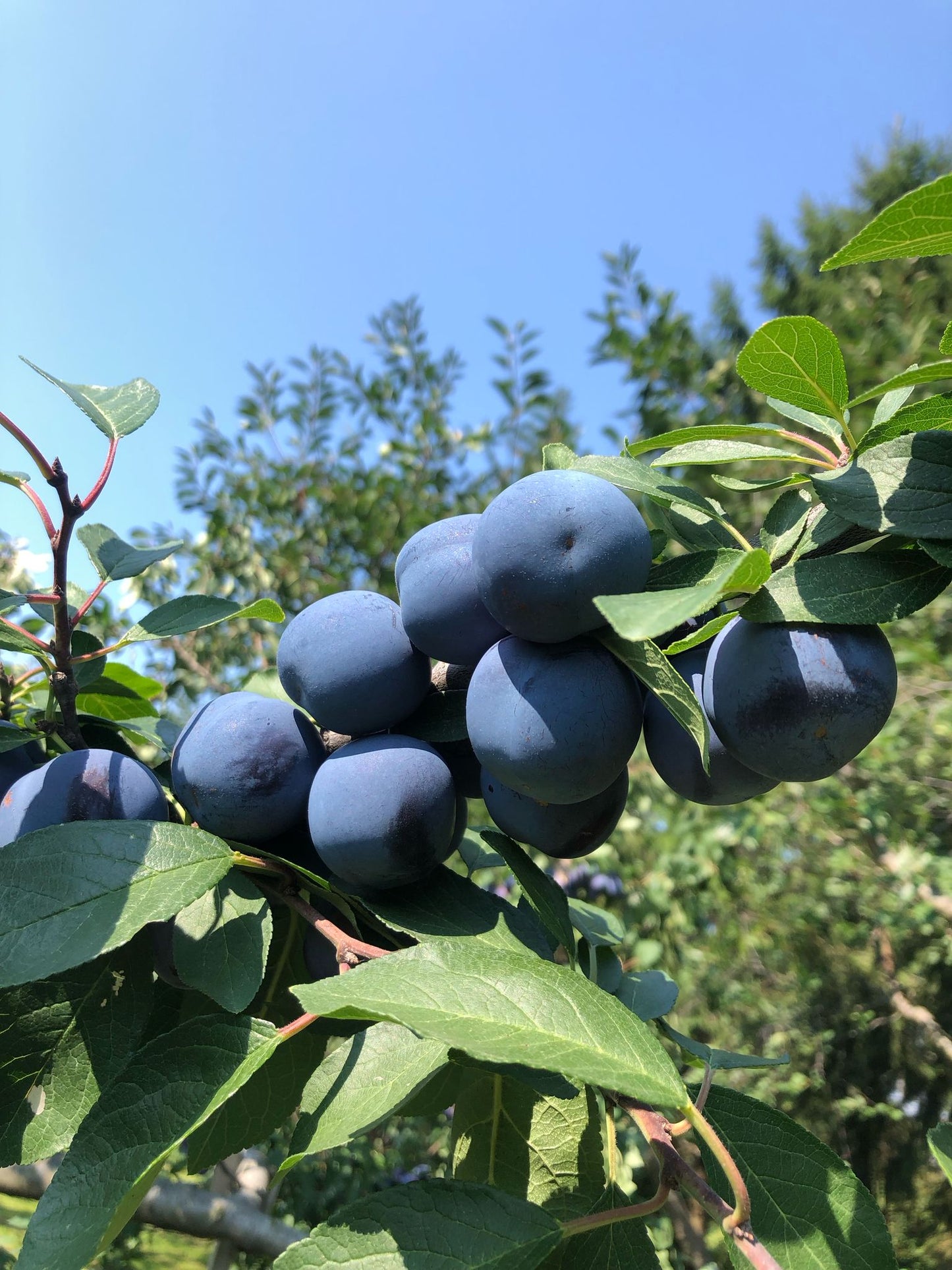 Prunes Mont Royal