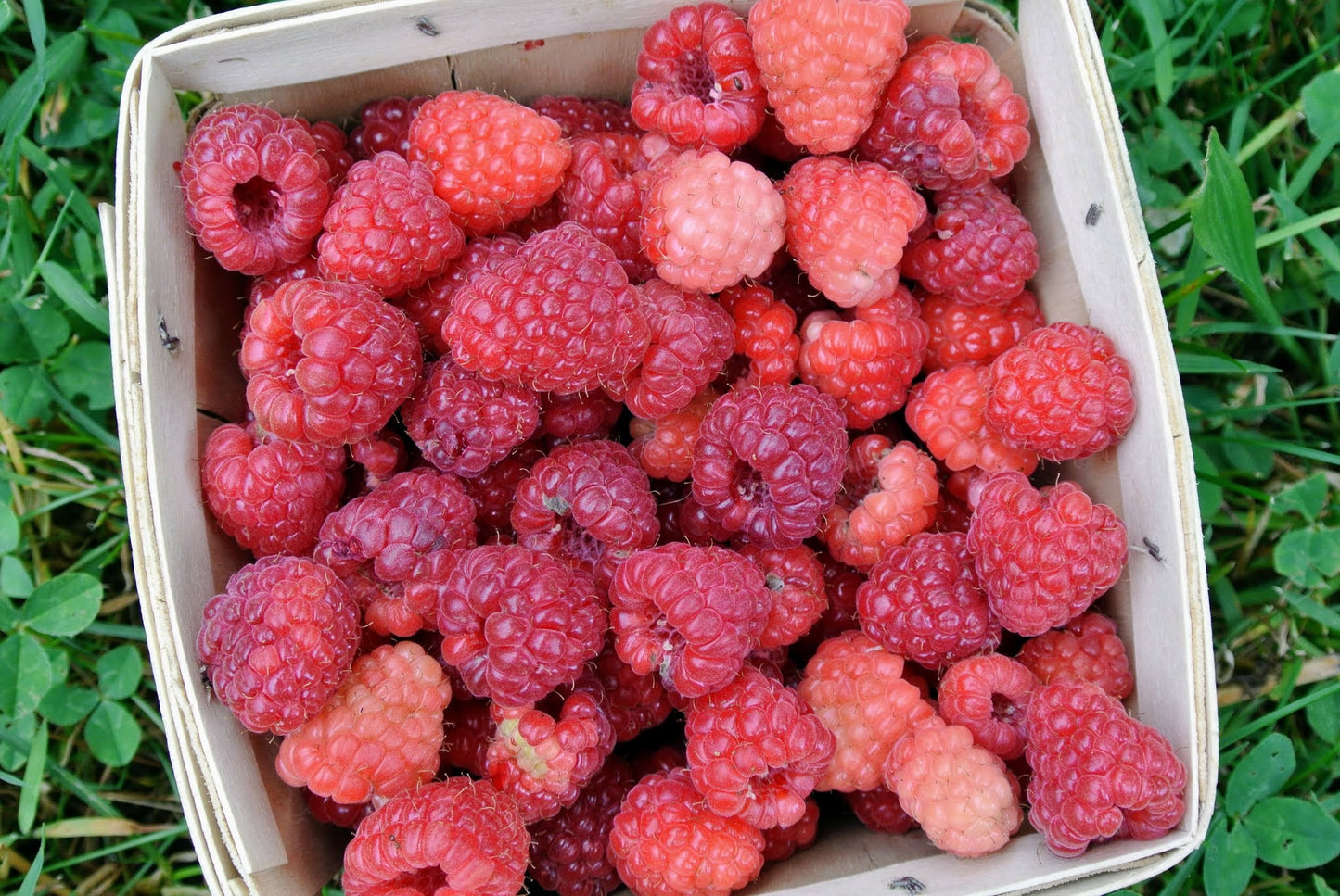 Framboises fraîches